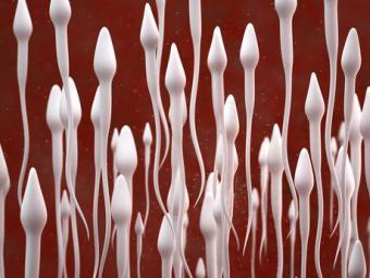 Американским ученым удалось вырастить клетки-предшественники сперматозоидов из клеток кожи