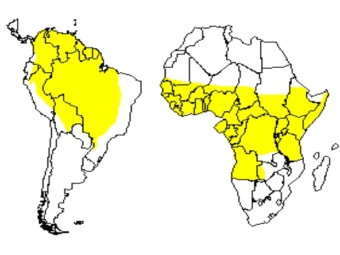 В Уганде 45 человек скончались от желтой лихорадки