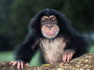 Во Франции зарегистрировано заражение человека «обезьяньим ВИЧ» 