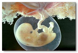 Меры по охране репродуктивного здоровья в Красноярье дозволили на 1,5 тыс случаев снизить разницу между абортами и родам