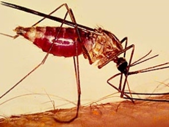 Конголезец привез малярию в Челябинск