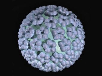 Половина мужчин в мире заражена папилломавирусом