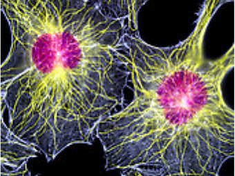 Клетки соединительной ткани превратили в нейроны
