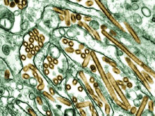 Ученые ввели двухмесячный запрет на исследование птичьего гриппа