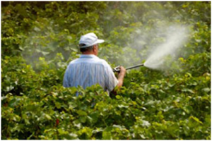 Распыление пестицидов может привести к распространению норовируса