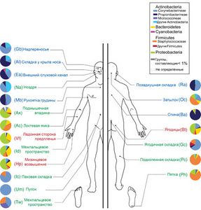 Кто на нас живет: карта бактерий кожи 