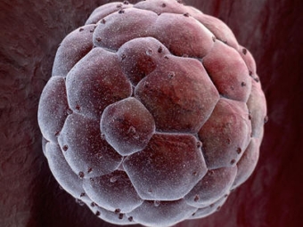 Немецкая академия наук выступила за генетическую диагностику эмбрионов