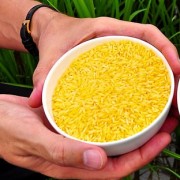 «Золотой» рис – лучший источник витамина А