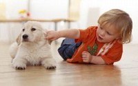 Домашняя пыль с частицами собачьей шерсти может снизить риск астмы