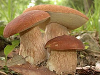Белые грибы снизили вес у страдающих от ожирения