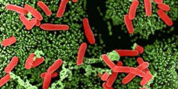 Ученые нейтрализовали яд кишечной бактерии