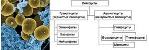 Иммунитет плода и взрослого развивается из разных стволовых клеток 