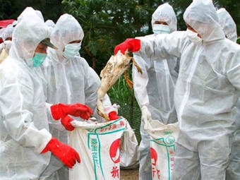 Количество заразившихся птичьим гриппом выросло до 126