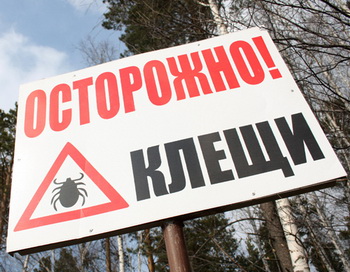Первые случаи укусов клещей зафиксированы в Томской области