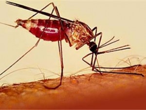 В Свердловской области начался сезон возможной передачи местной малярии
