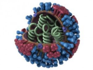 ВОЗ опровергла сообщения о завышенной опасности нового штамма птичьего гриппа