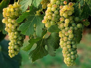 Экстракт виноградового семени и кожицы поможет против болезни почек, вызванной неправильным питанием