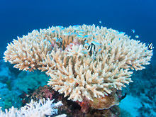 Коралловые рифы помогают исцелить больные кости