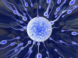 Организм женщины способен оценивать качество спермы 