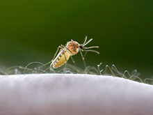 Общение малярийных паразитов позволяет им легко заражать человека