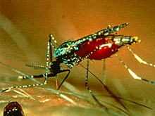 Исследование показало: малярия убивает больше человек, чем считается