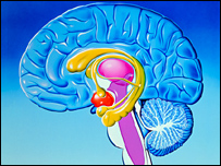 Мозжечковая миндалина опознает спонтанность в поведении другого человека 
