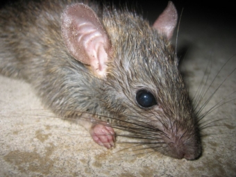 Бывшую сотрудницу подмосковной поликлиники признали невиновной в нападении крысы на детей