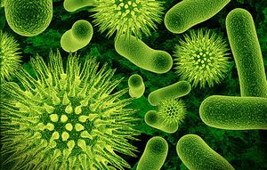 Что нужно знать о бактериях? 