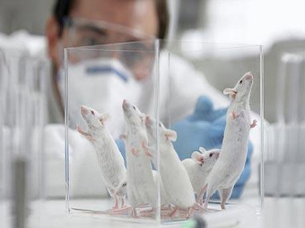 Иммунотерапией побороли рак мозга у мышей