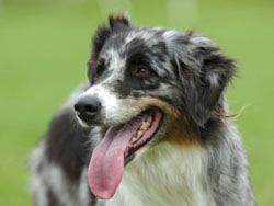 Немцы подтвердили способность собак вынюхивать рак легких