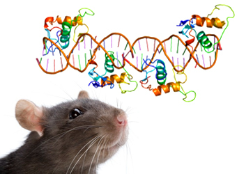 Крысы подсказали британским ученым новый способ лечения рассеянного склероза