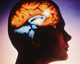 Эстроген восстанавливает мозг после травмы 