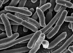 Небезопасным бактериям не дает расползаться из кишечника особый клеточный заслон