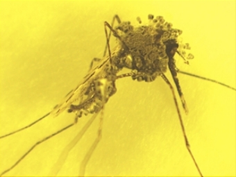 Ученые создали новое лекарство от малярии