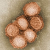 Новая безинъекционная вакцина от гриппа: первые испытания обнадеживают