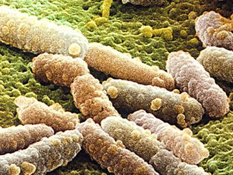 Вспышку кишечной инфекции в Европе вызвал ранее неизвестный микроб