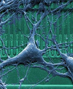 Немецкие ученые смогли восстановить нервные клетки 