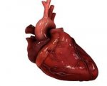 Ученые обнаружили генетический «выключатель» болезней сердца