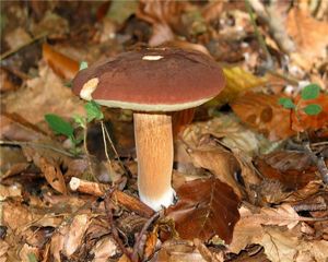 В Беларуси зафиксированы первые случаи отравления свежими грибами 