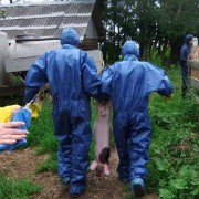 Африканская чума свиней выкосила практически всё поголовье в восточных районах Тверской области
