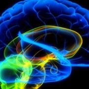 Новый препарат может уменьшить повреждение мозга после инсульта