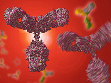 Новый противораковый препарат делает рак заметным для иммунитета