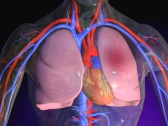Тромбоэмболия легочной артерии - не всегда итог тромбоза нижних конечностей