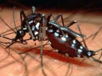 Российских туристов предупредили об эпидемии лихорадки денге на Шри-Ланке