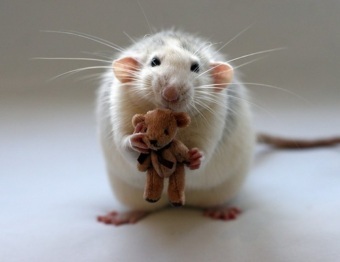 Улучшающее социализацию аутистов лекарство опробовано на мышах