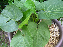 Растение кава доказало свою эффективность в лечении тревожности