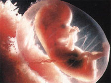 Гормональный баланс у эмбриона определяет судьбу будущего организма