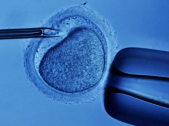Немецкие депутаты разрешили предимплантационную диагностику эмбрионов