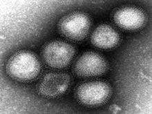 Из-за особенностей вируса гриппа H7N9 Китай терпит огромные убытки