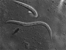 Ученые вылечили диабет с помощью червей-паразитов